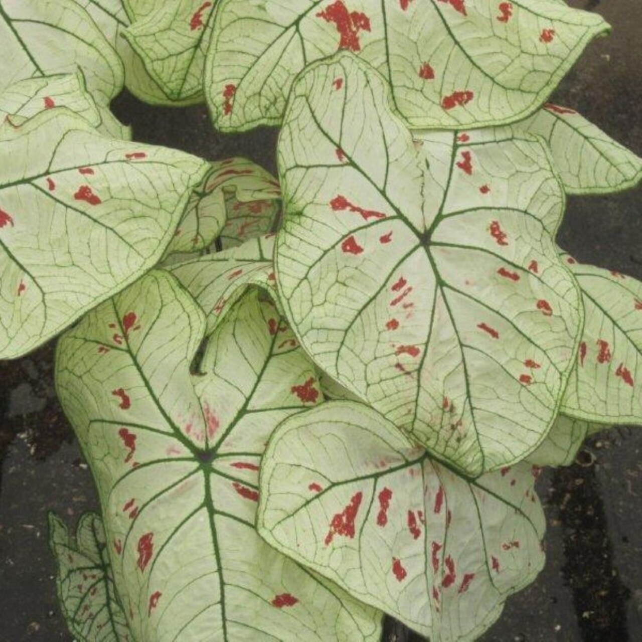 Strawberry Star Caladium 3 Bulbs - White Foliage with Red Speckles - #1 Size Bulb